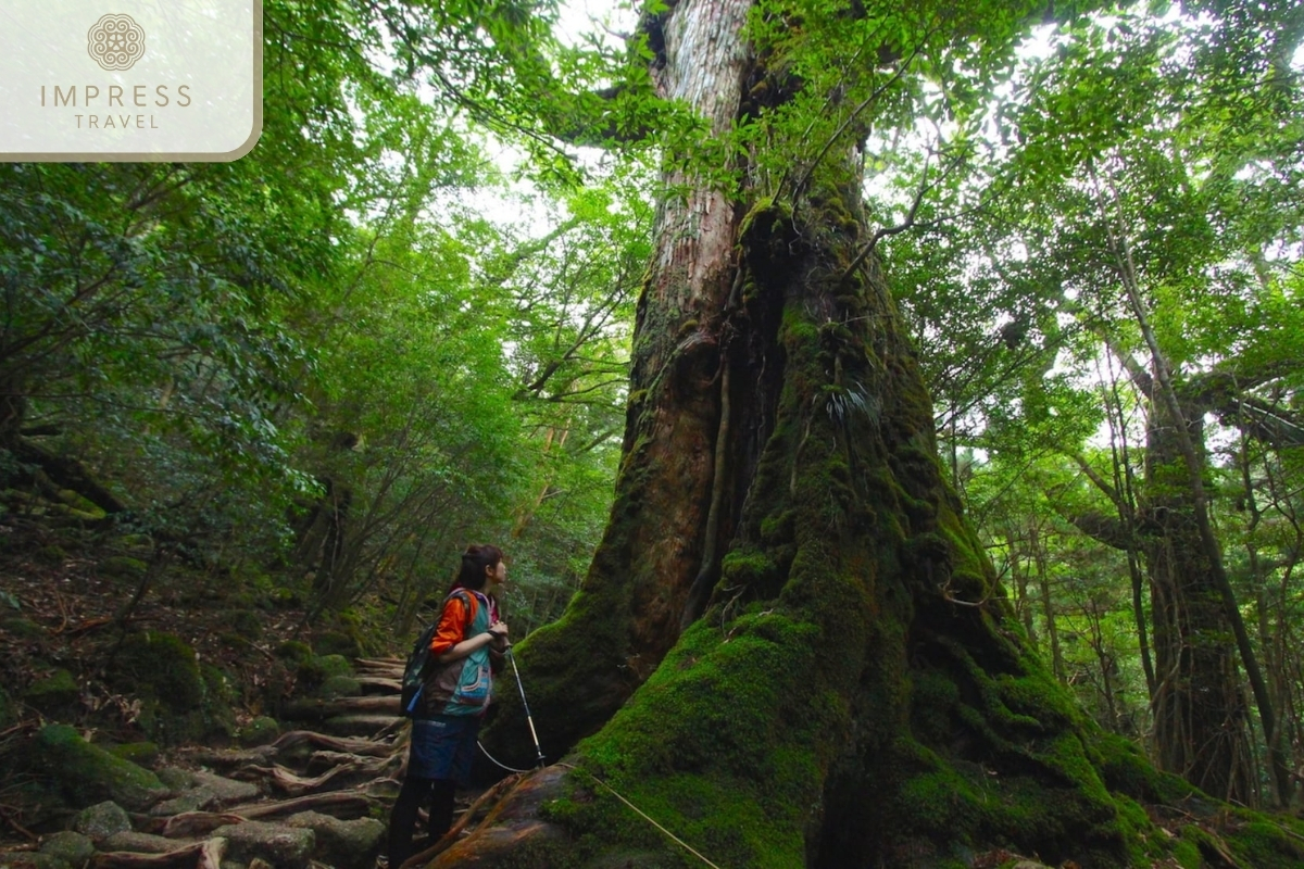 Thousand-Year-Old Chò Tree