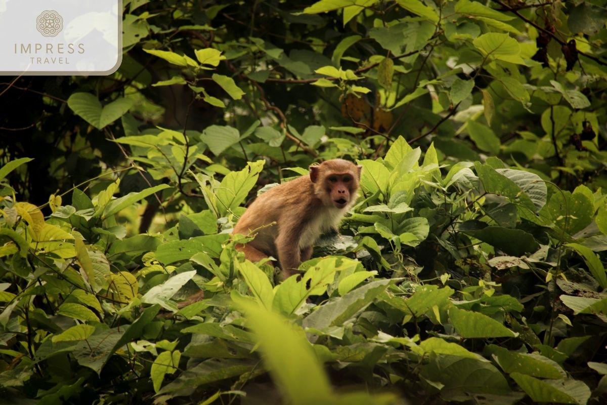 Cuc Phuong National Park in Ninh Binh Eco-Tour