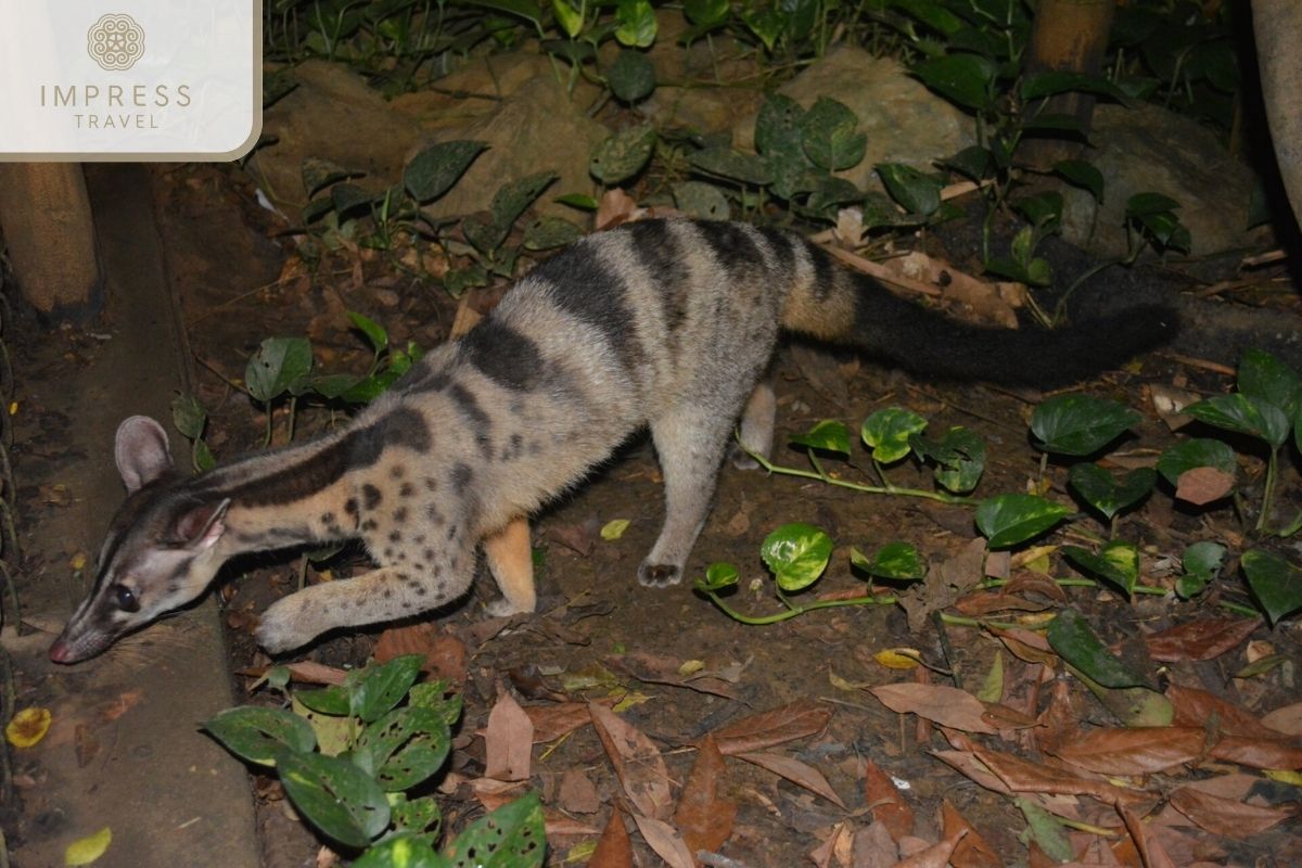 Owston's Civet in Ninh Binh Eco-Tour