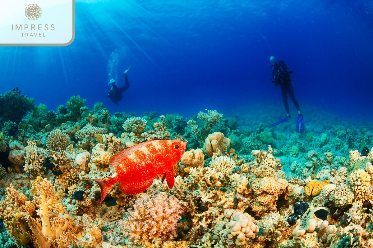 scuba diving to see coral in Ong Doi Cape Swimming Tour