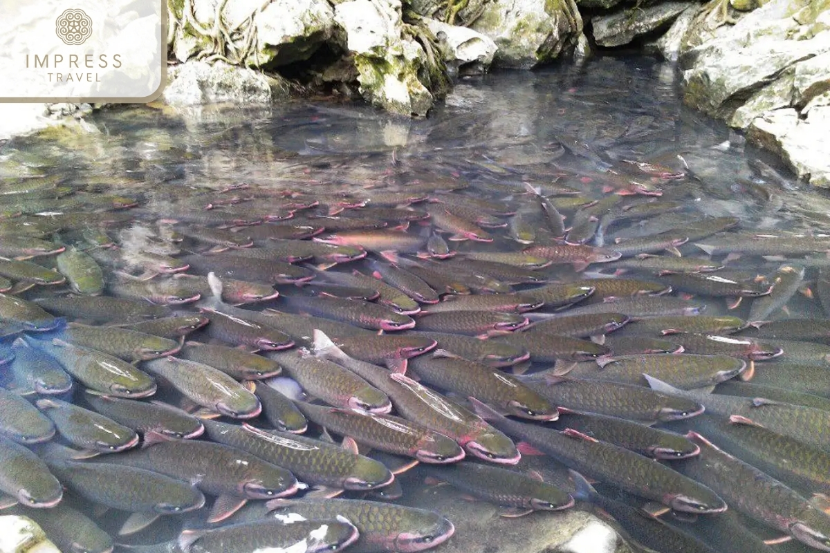 Cam Luong Fish Stream in Pu Luong Adventure Tours