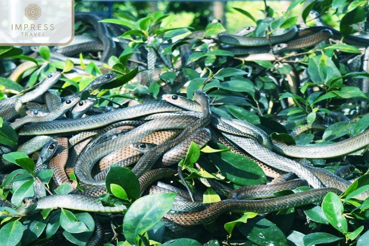 Dong Tam Snake Farm on the My Tho boat trip