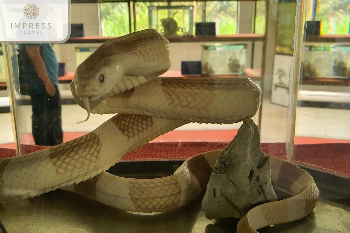 Explore Reptiles at Dong Tam Snake Farm