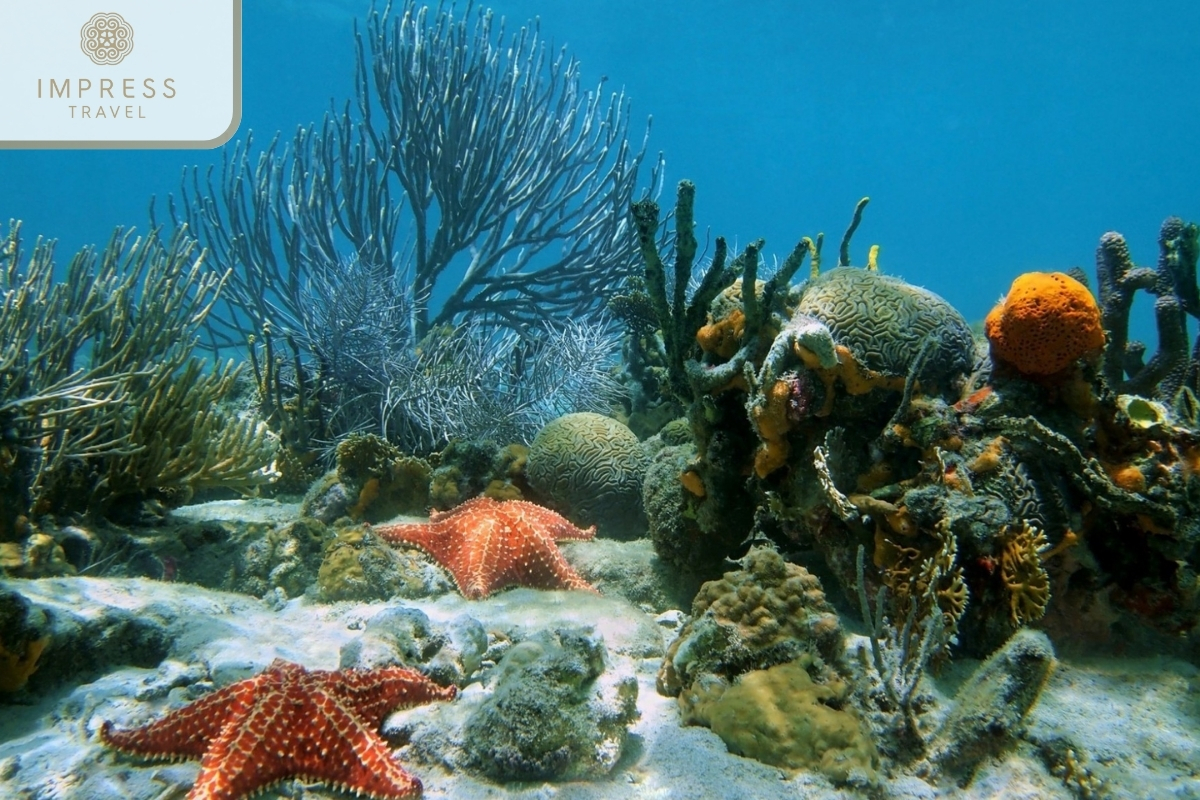 Starfish Beach Phu Quoc