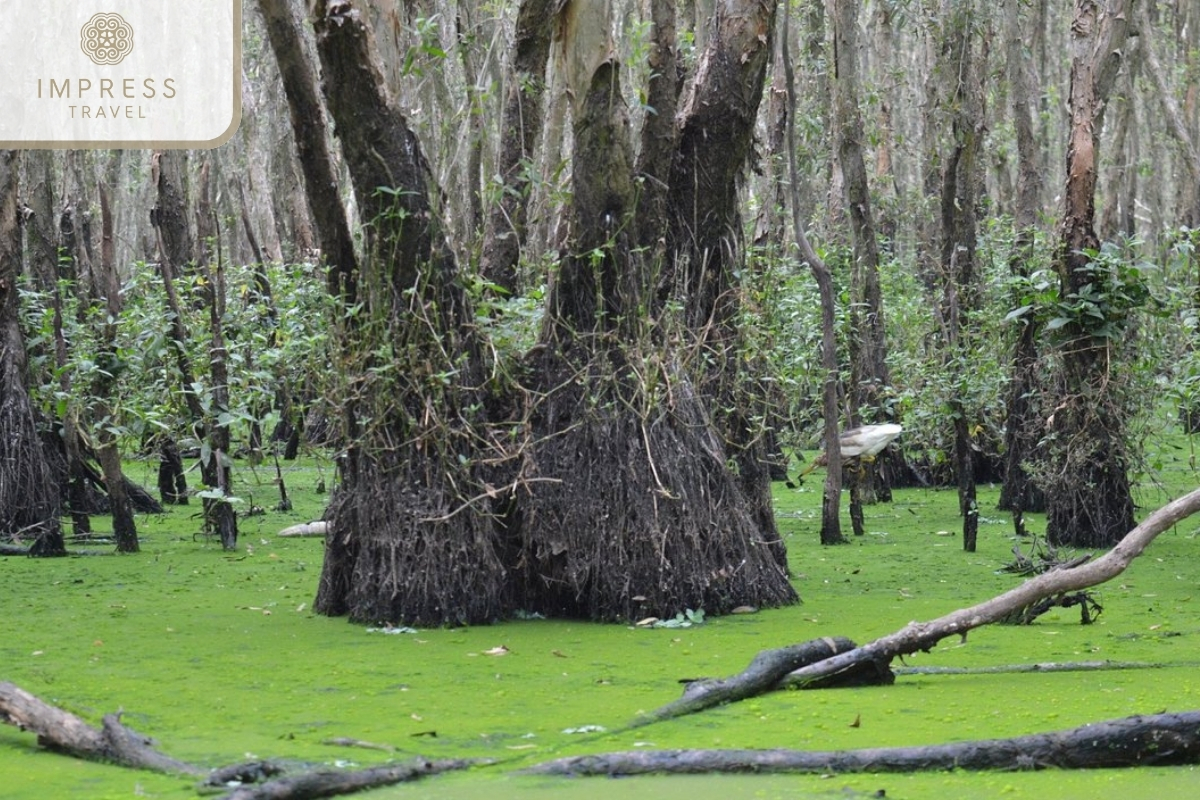 Tra Su Bird Sanctuary