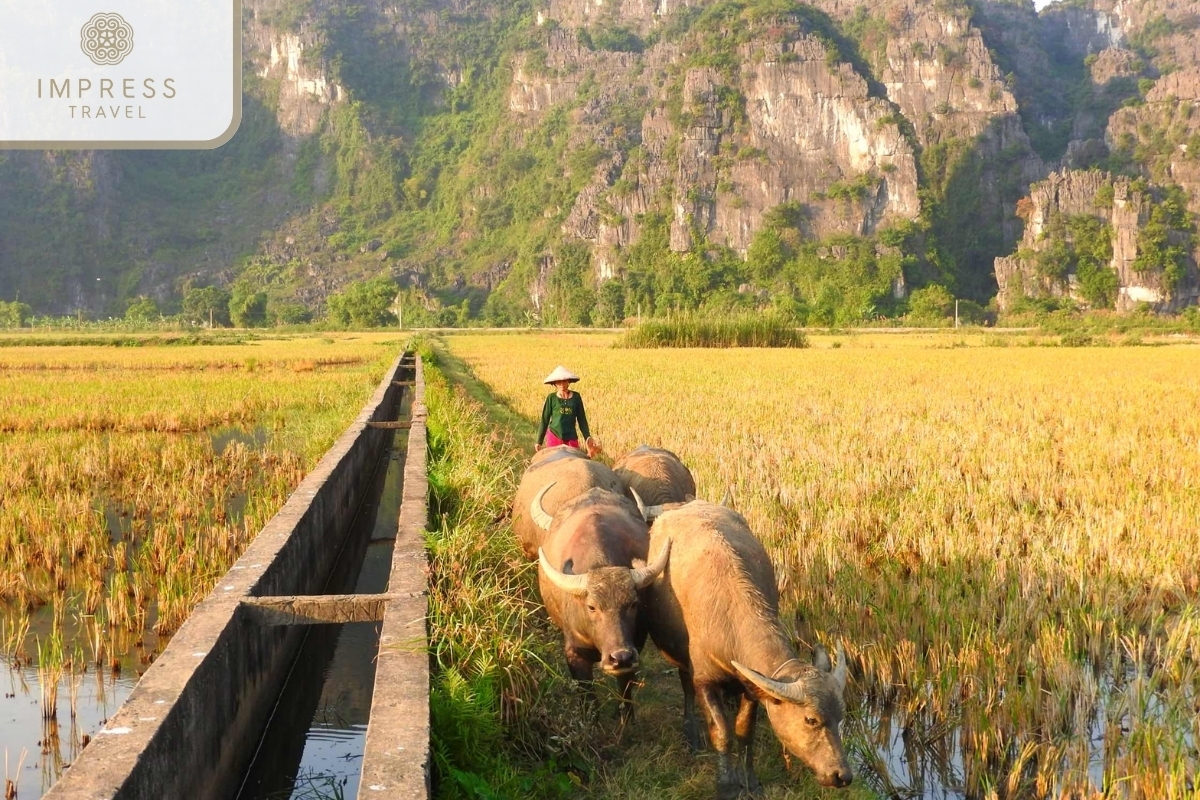 Ninh Binh in Autumn in the best time for a Ninh Binh tour