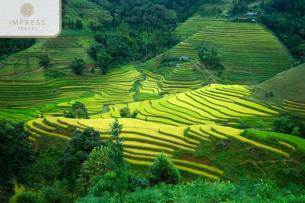 Magnificent Rice Terraces of Hoang Su Phi