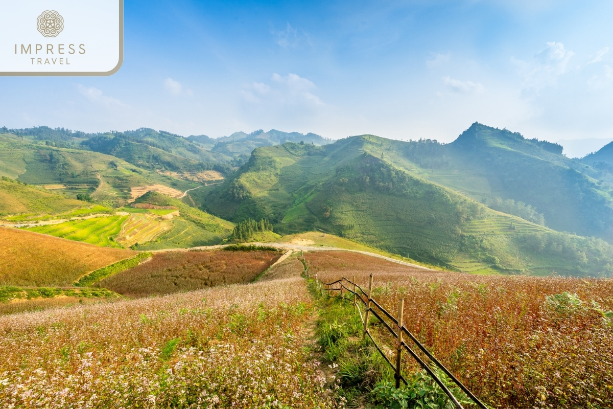 Beauty of Ha Giang’s Flower Seasons