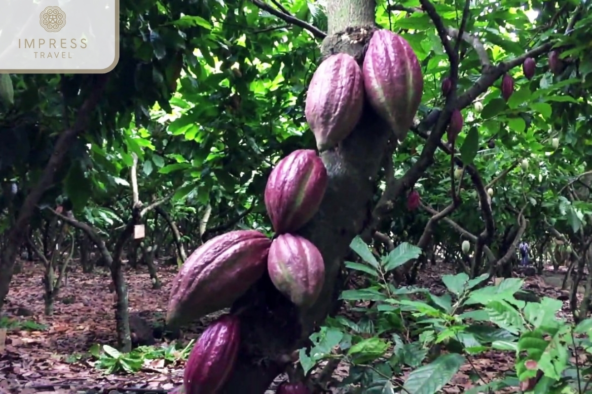 Visit Trong Duc Cacao Farm in Explore the Outskirts of Da Nang