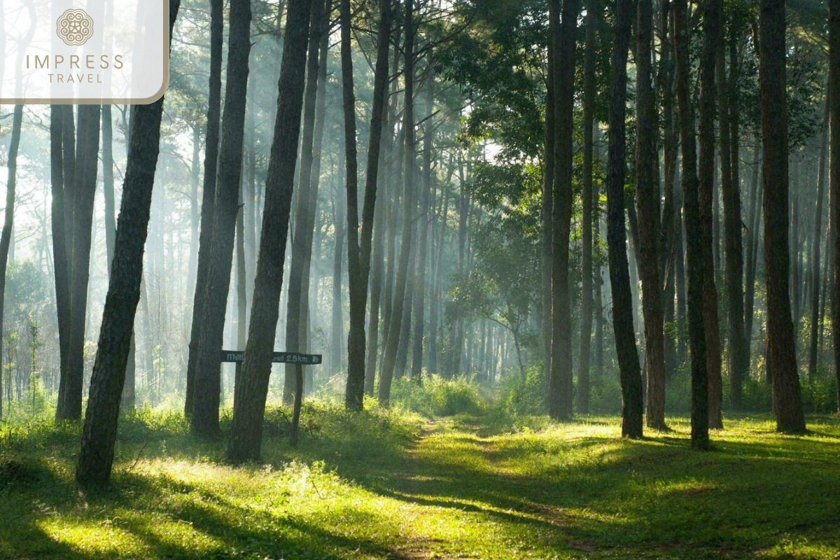 Pine Forest in Unique Trekking Experience at Luot Village