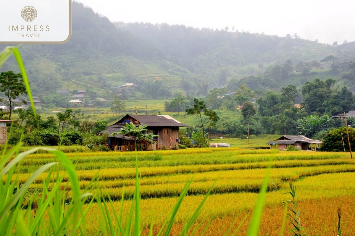 Mu Cang Chai is ripe rice season