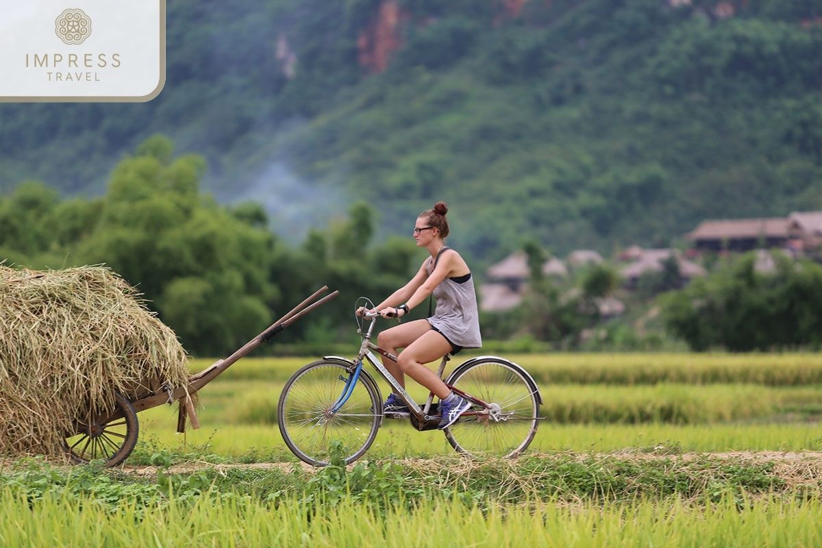 Cycling through rice fields in Mai Chau Trekking and Cycling Tour