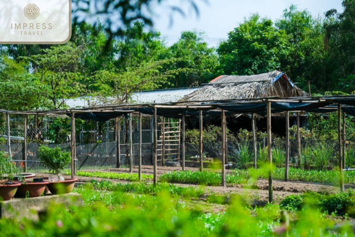 Vegetable farm in Ho Chi Minh Farmstay tours