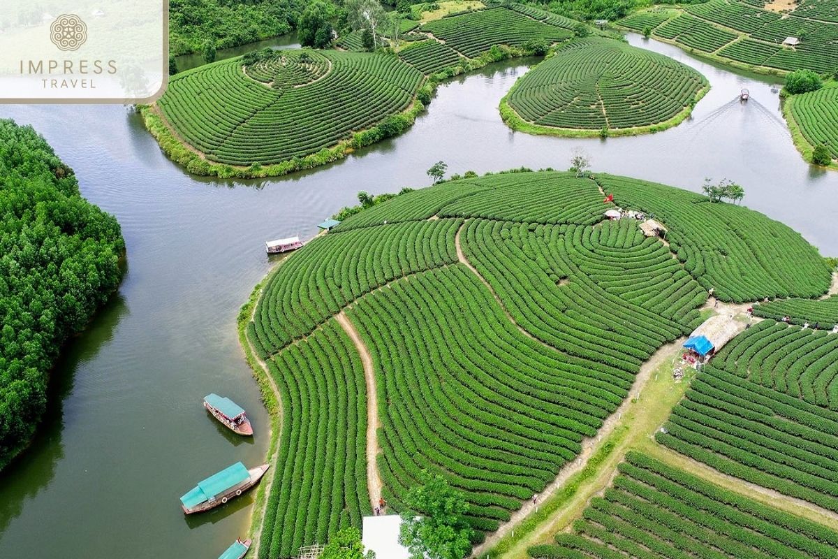 Thanh Son Tea Plantations