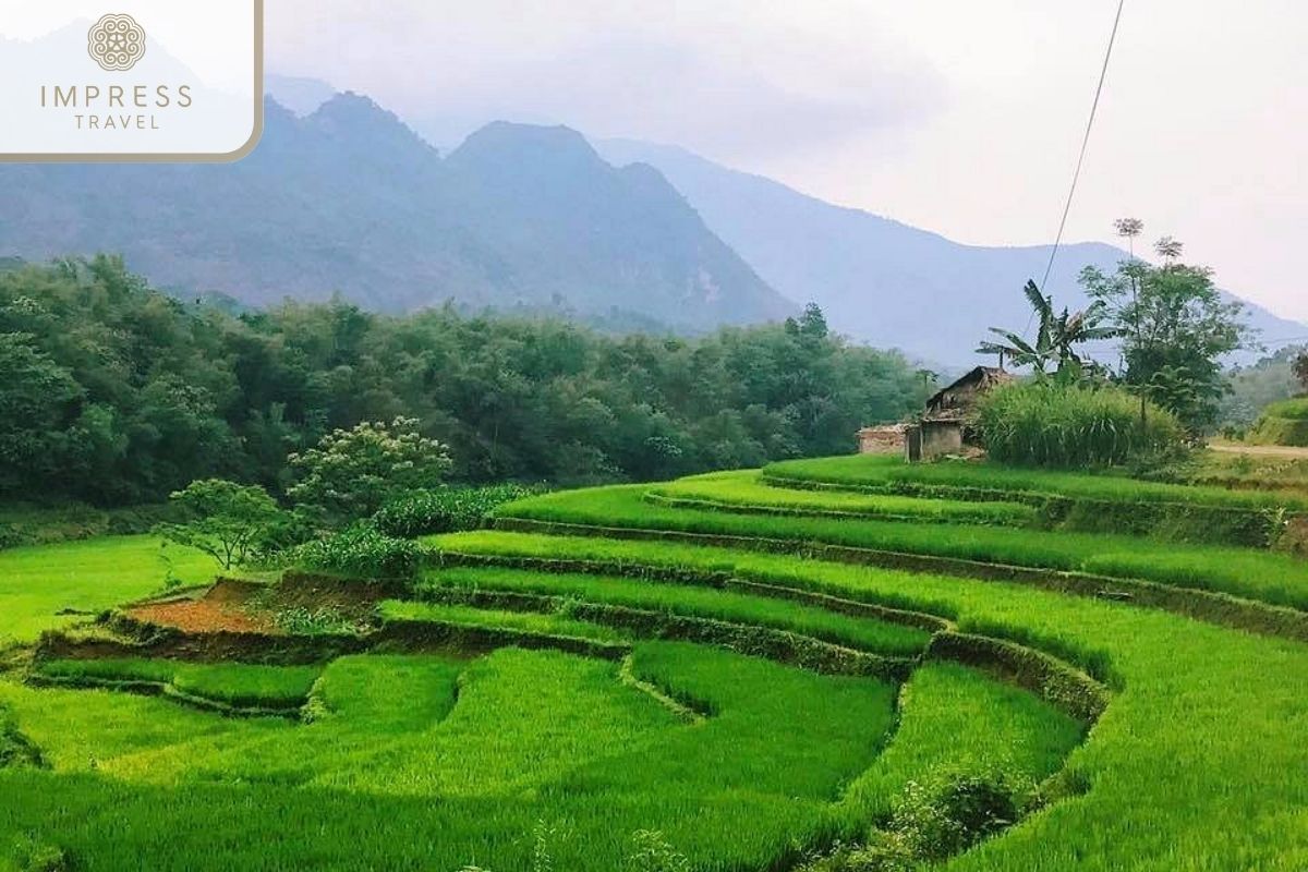 Trekking through Rice Terraces in Sat Village in Pu Luong Tours