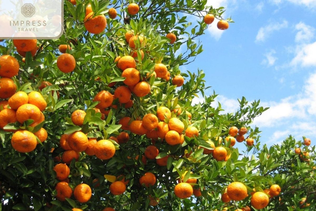 Fruit Garden in Mekong Historic tours