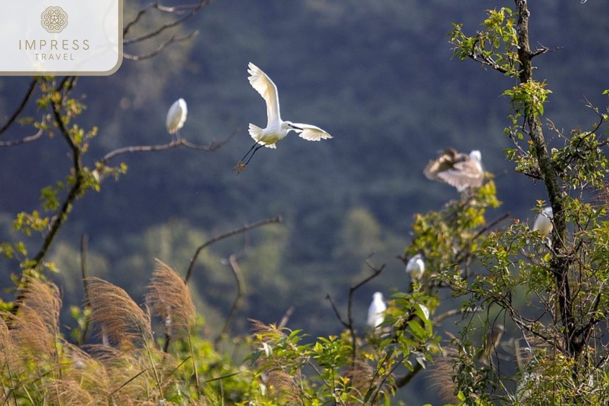 Bird Park Thung Nham in Natural Ninh Binh Responsible Tours