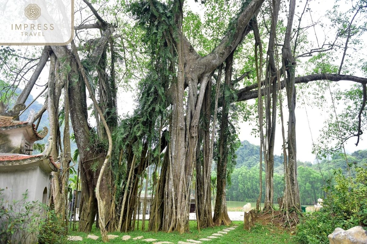 Mobile banyan tree in Natural Ninh Binh Responsible Tours