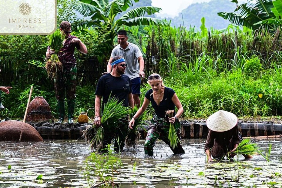 Rice Planting in the Fields