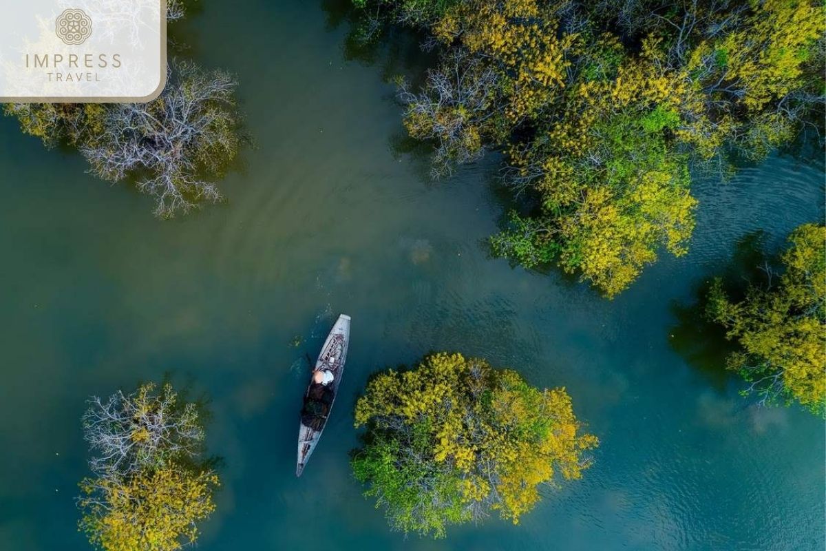 Take a boat ride on the mangrove forest