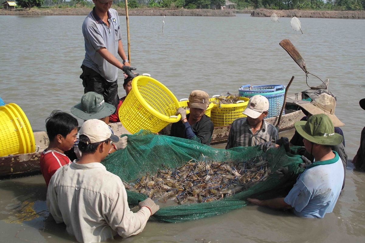 People harvest seafood in Eco Ben Tre Mekong Tours