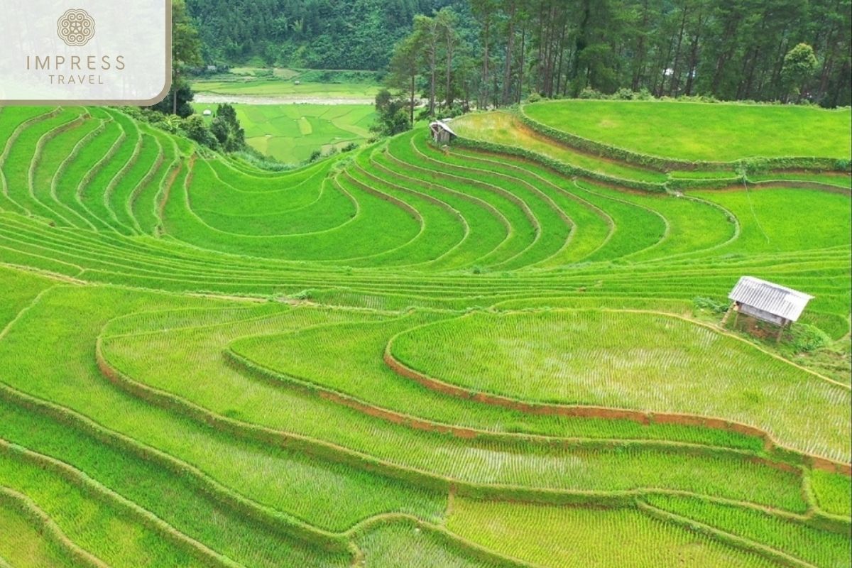 See terraced fields in Mu Cang Chai Camp Tours