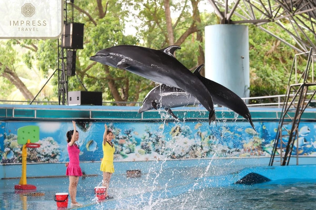 Dolphin Show in Halong Family Tours