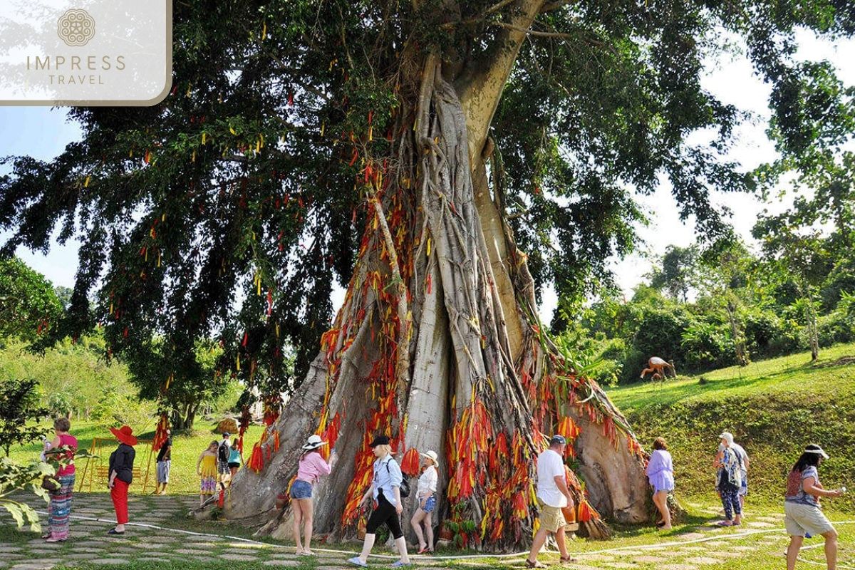 Moc Than Tree in Picnic Day at Yang Bay Waterfall