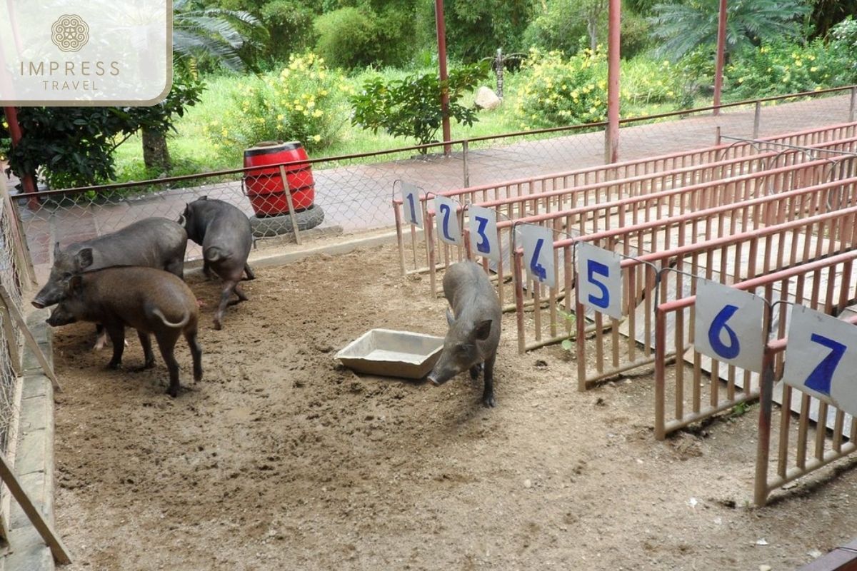 watch pig racing