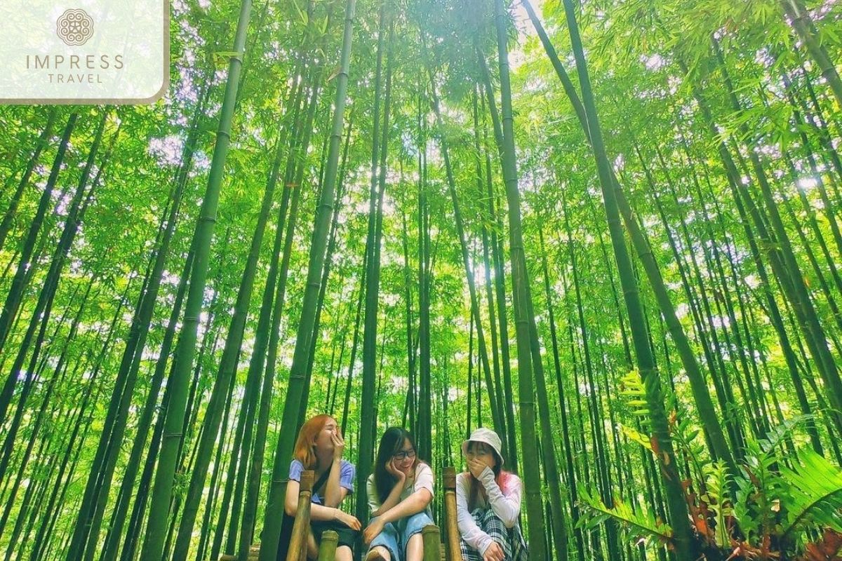 Beautiful scenery in Pung Luong Bamboo Forest