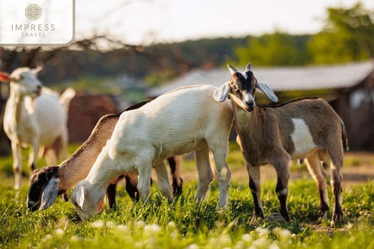 Goat Field in Nha Trang Family Tours