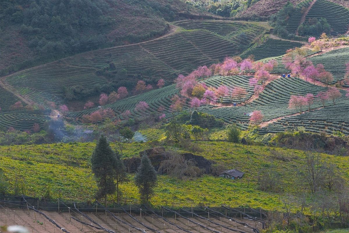 Peaceful nature in Sapa Amazing Trek Tours