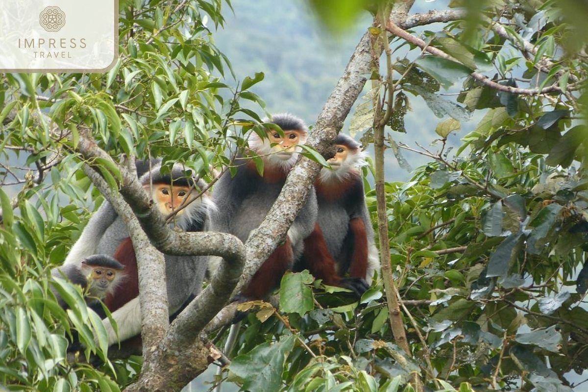 Monkey Mountain in Panoramic Danang Seeing tours