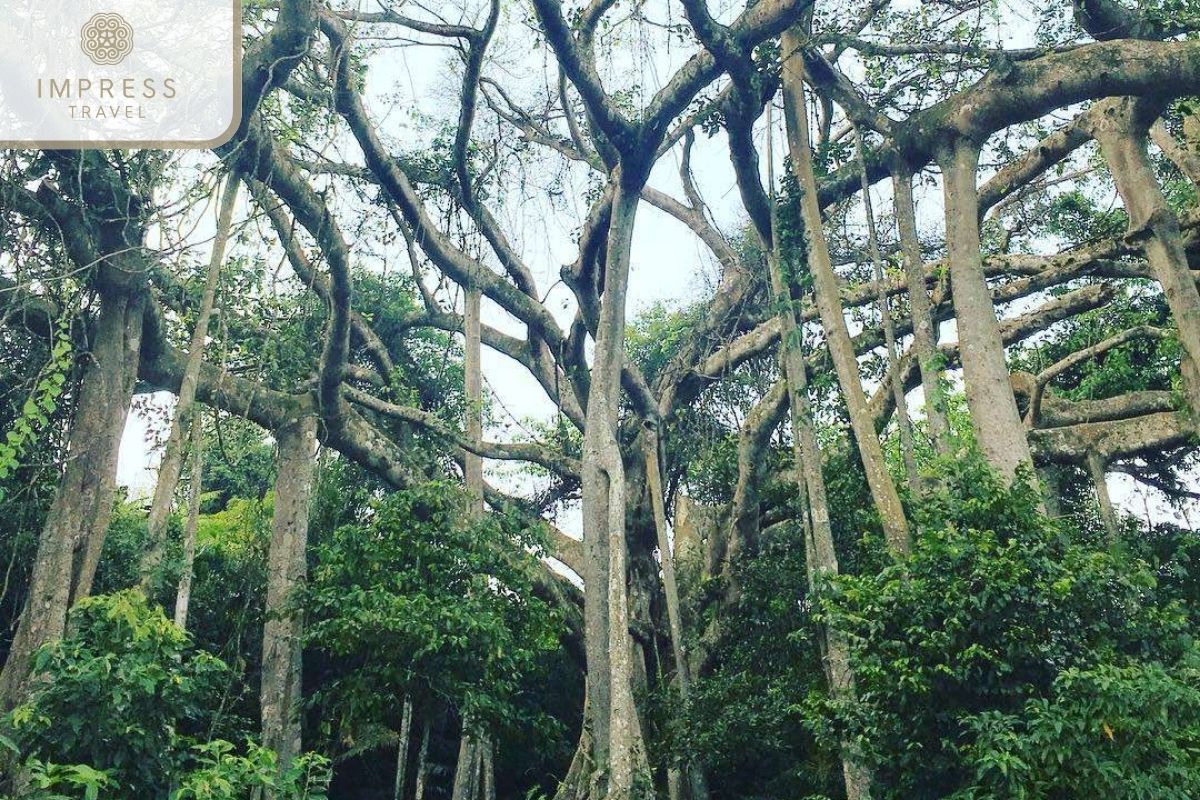 Thousand-Year-Old Banyan Tree