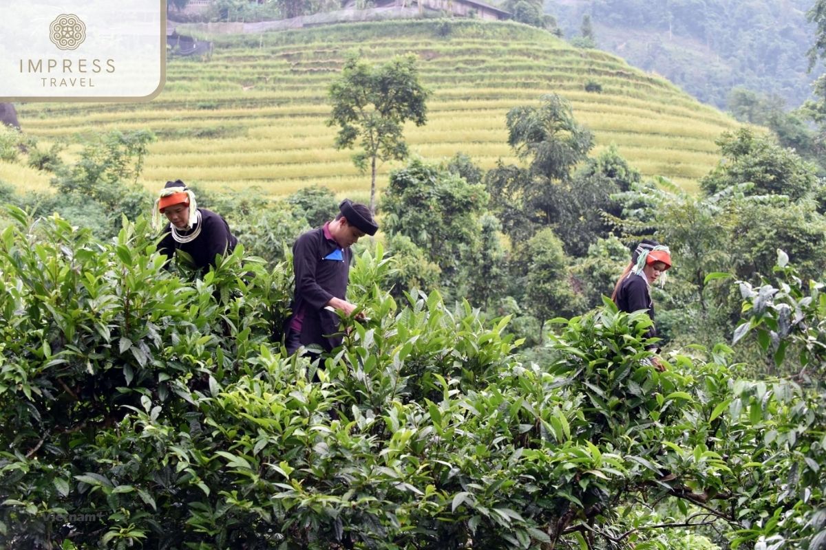 Tea hill in Na Thac Tea is a unique drink for Ha Giang