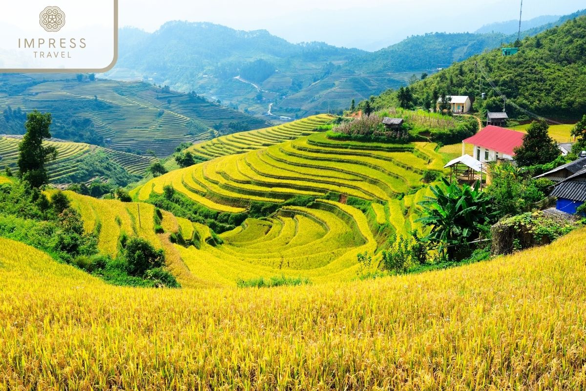 See terraced fields in Mu Cang Chai hiking tours