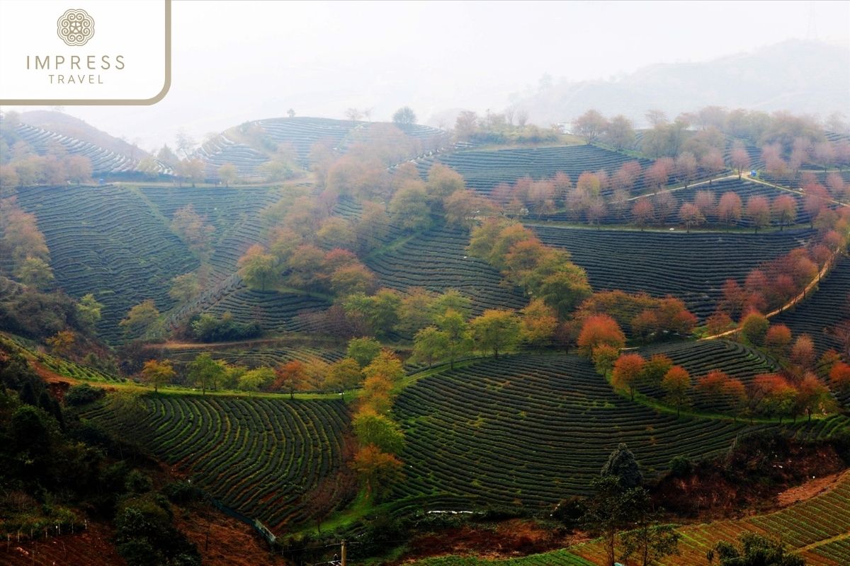 O Quy Ho Tea Hill in Sapa Trekking Photo Tours