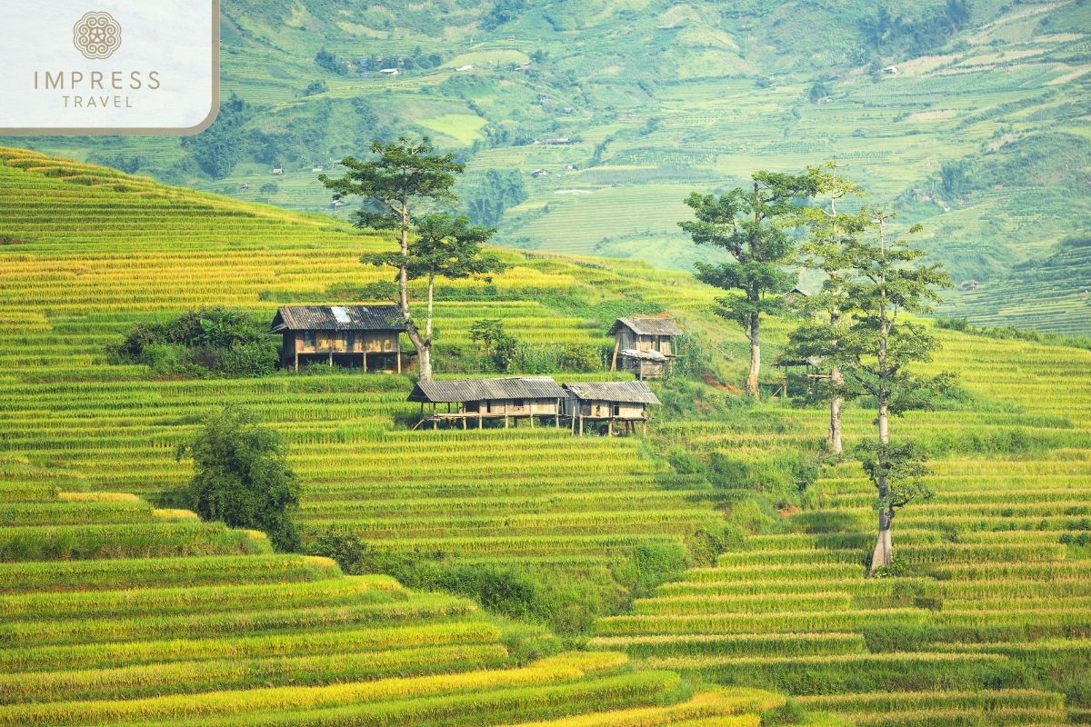 Rice Terraces at Ta Giang Phinh in Sapa Slow Tours