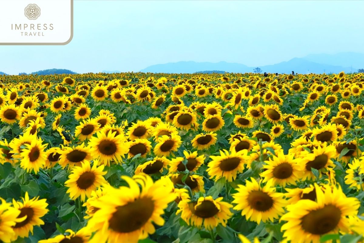 How to field sunflowers in Saigon Riverside Park