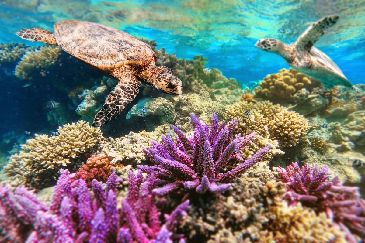 Beautiful coral reef in Snorkelling tour at Robinson Beach