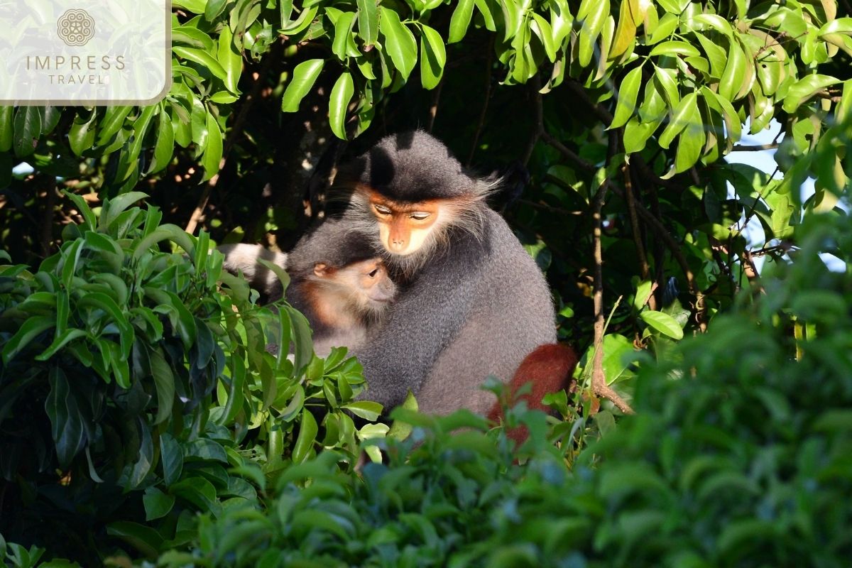 Red-shanked douc langur in Danang hike tours