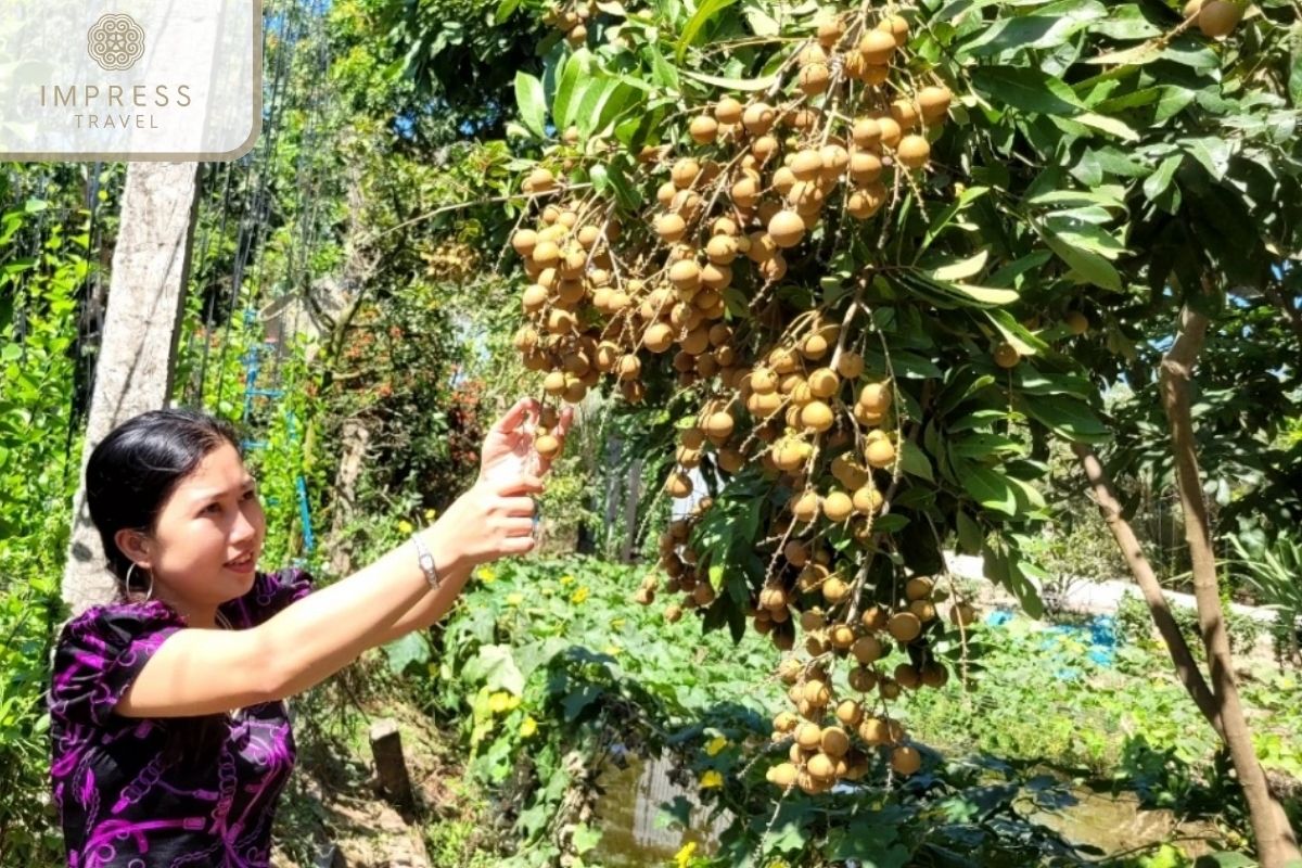 A Walk through Fruit Orchards in Tam Hiep Island on Your Mekong Tour