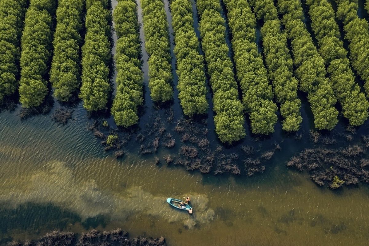 Visit the mangrove forest