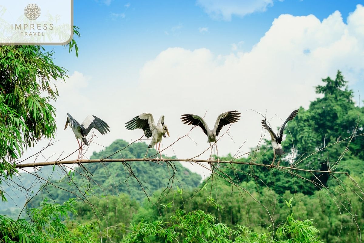 Thung Nham Wet Bird Valley in Ninh Binh Eco Tours