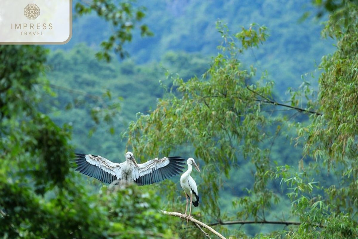 Thung Nham Bird Garden in Ninh Binh Nature Tours