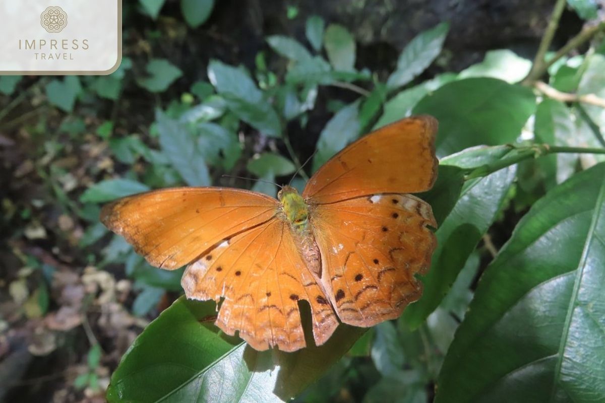 Rich fauna in rekking Experience in Cat Ba National Park