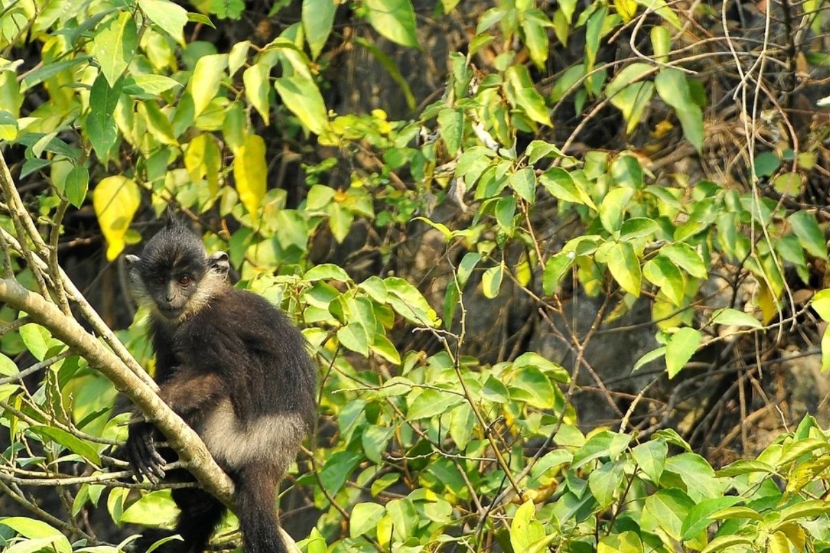  Rare Delacour's Langur in Ninh Binh Biological Tours