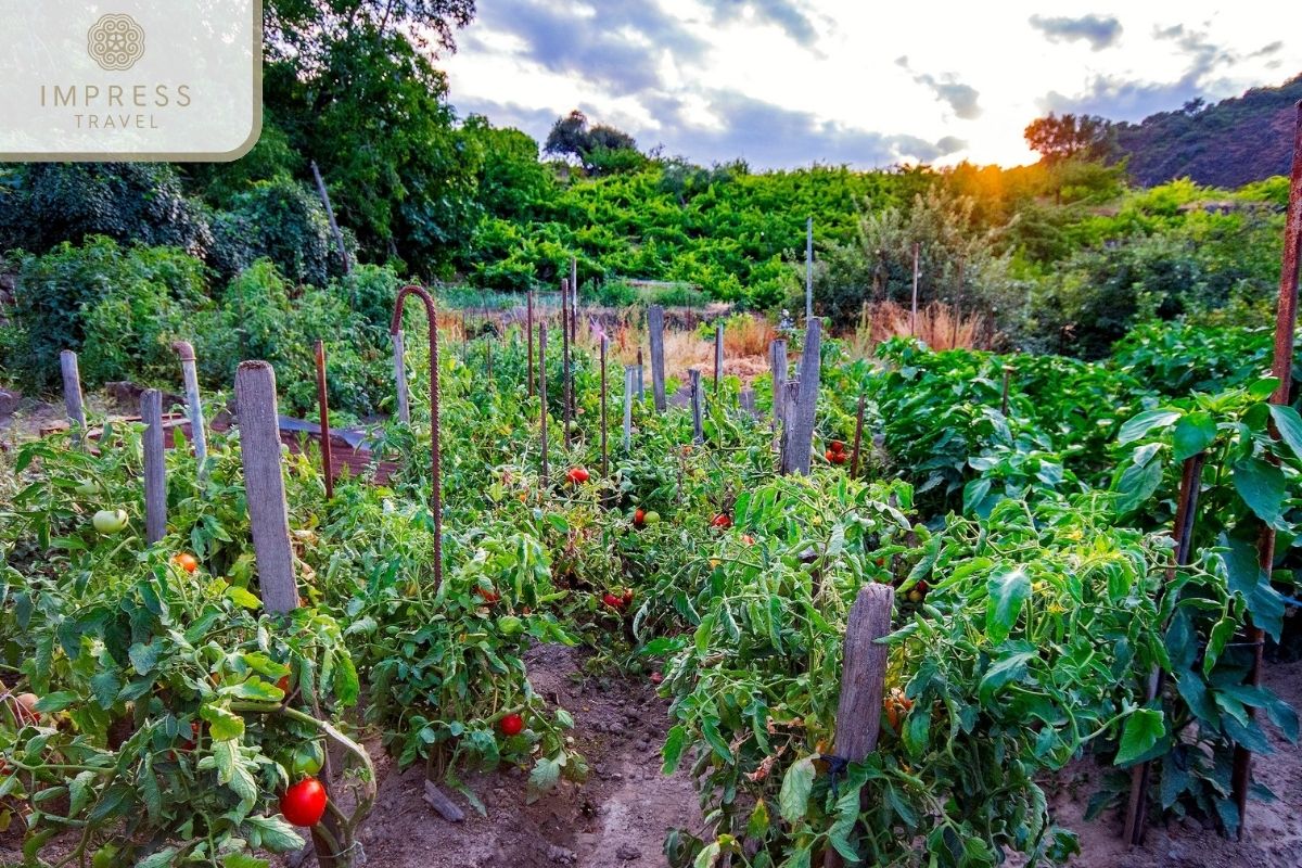 Vegetable Garden in Bam Village