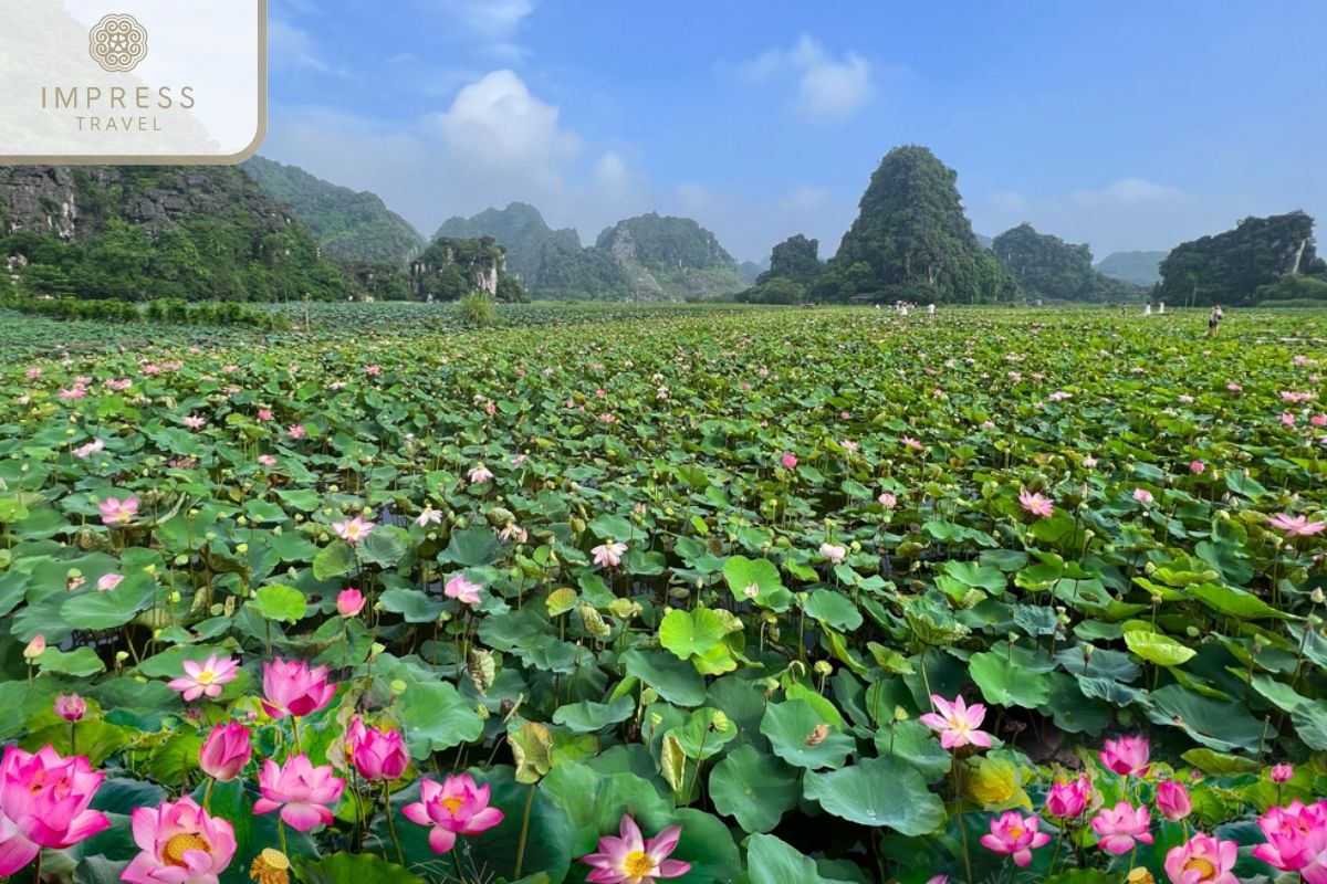 Viewpoint Dam Sen Hang Mua in Ninh Binh Photo Tours