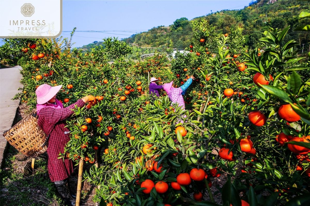 harvest fresh fruits in Wharf & Fishing village in Can Tho